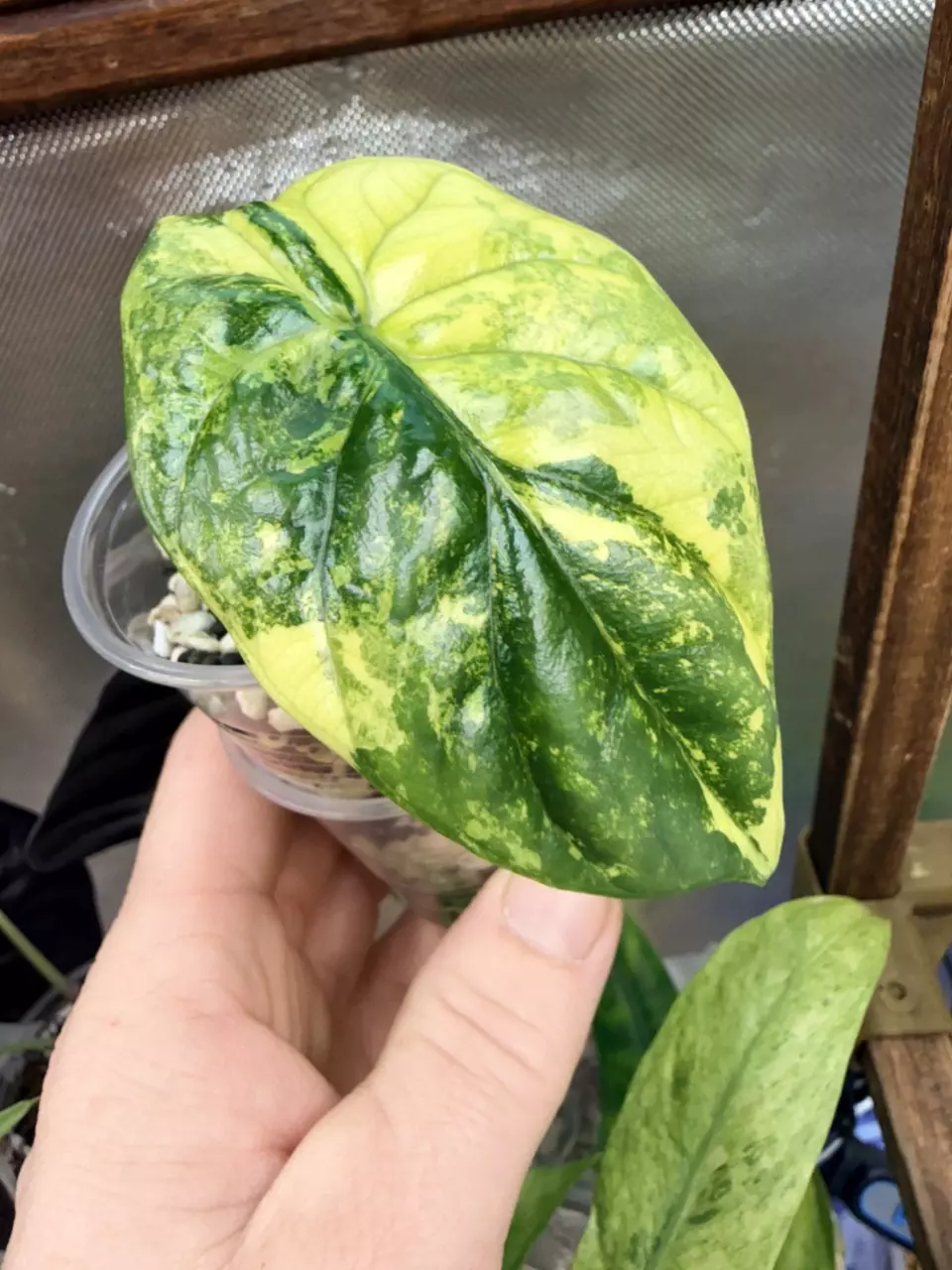 plant/Alocasia Sinuata Aurea-0