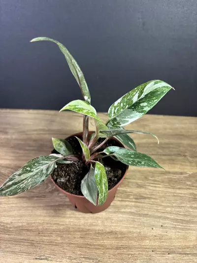plant/Philodendron Pink Princess Marble 4” 2218-3-thumbnail
