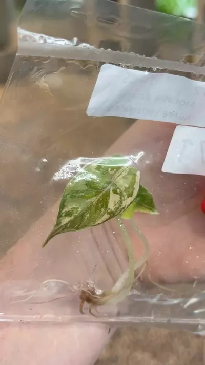 plant/PL0371: Azlanii Aurea Variegated-0-thumbnail