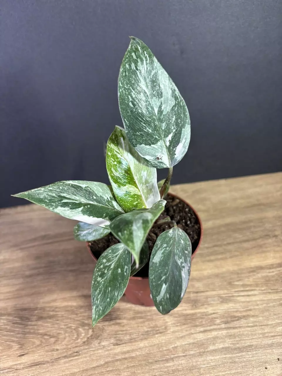 plant/Philodendron Pink Princess Marble 4” 2218-1