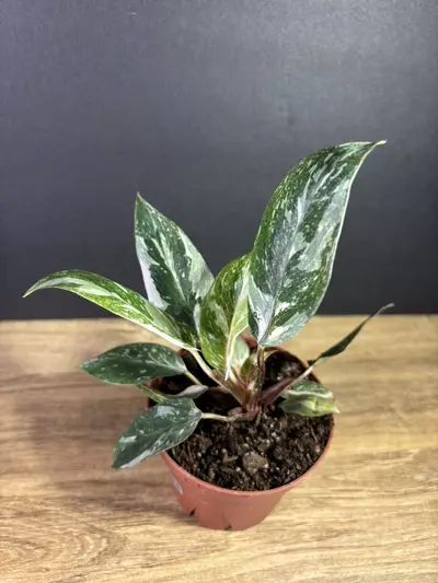 plant/Philodendron Pink Princess Marble 4” 2218-2-thumbnail