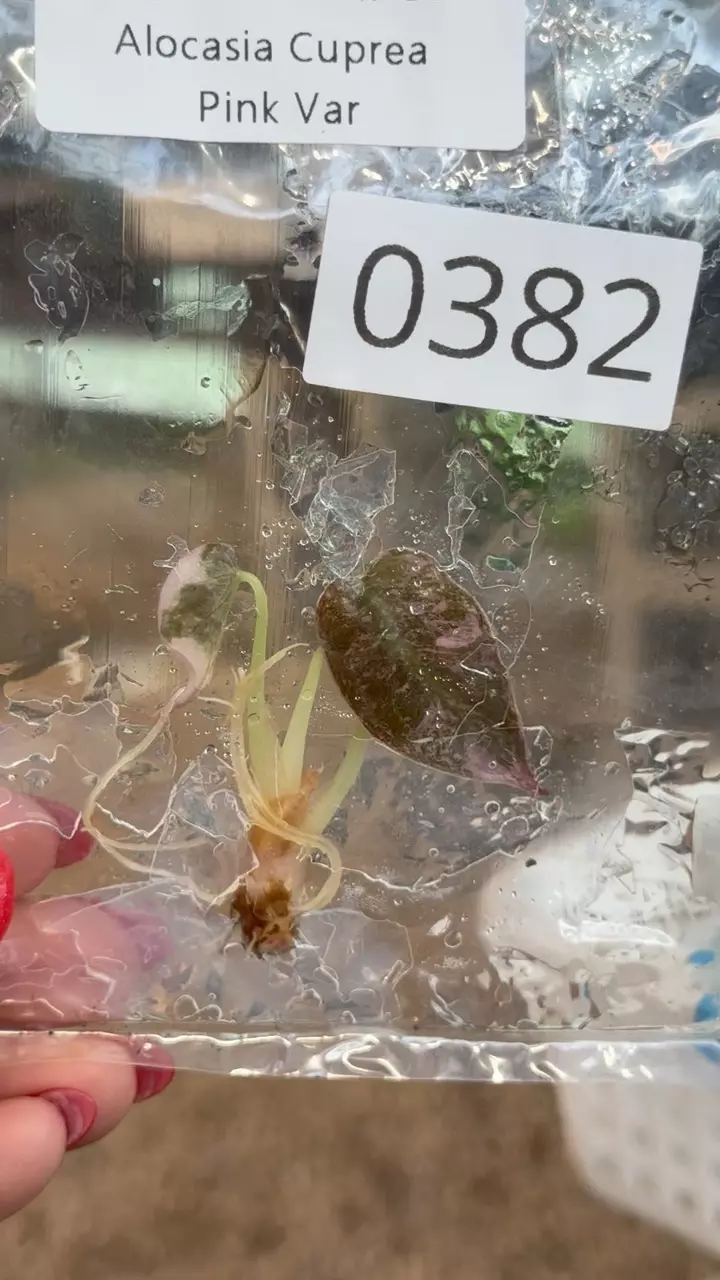 plant/PL0382: Cuprea PINK-0