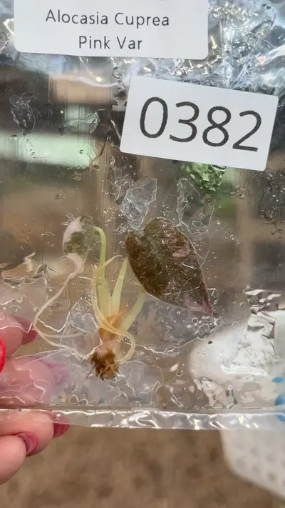 plant/PL0382: Cuprea PINK-0-thumbnail