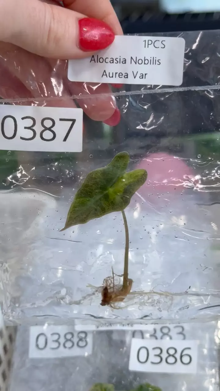 plant/PL0387: Cuprea Golden Latte-0