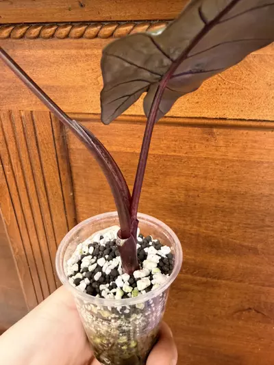 plant/Alocasia ‘dark star’-6-thumbnail