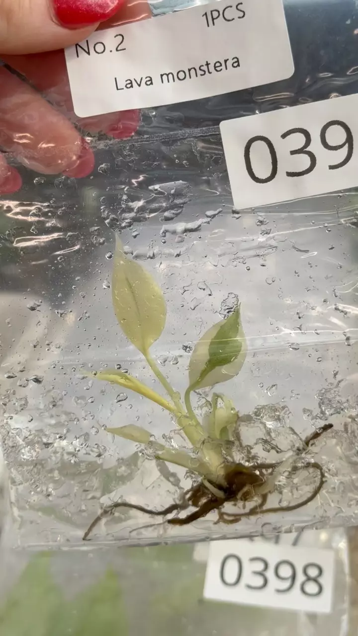 plant/PL0399: Lava Monstera-0