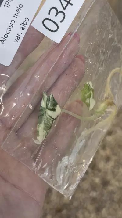 plant/PL0346: Alocasia Melo Variegated Albo-0-thumbnail