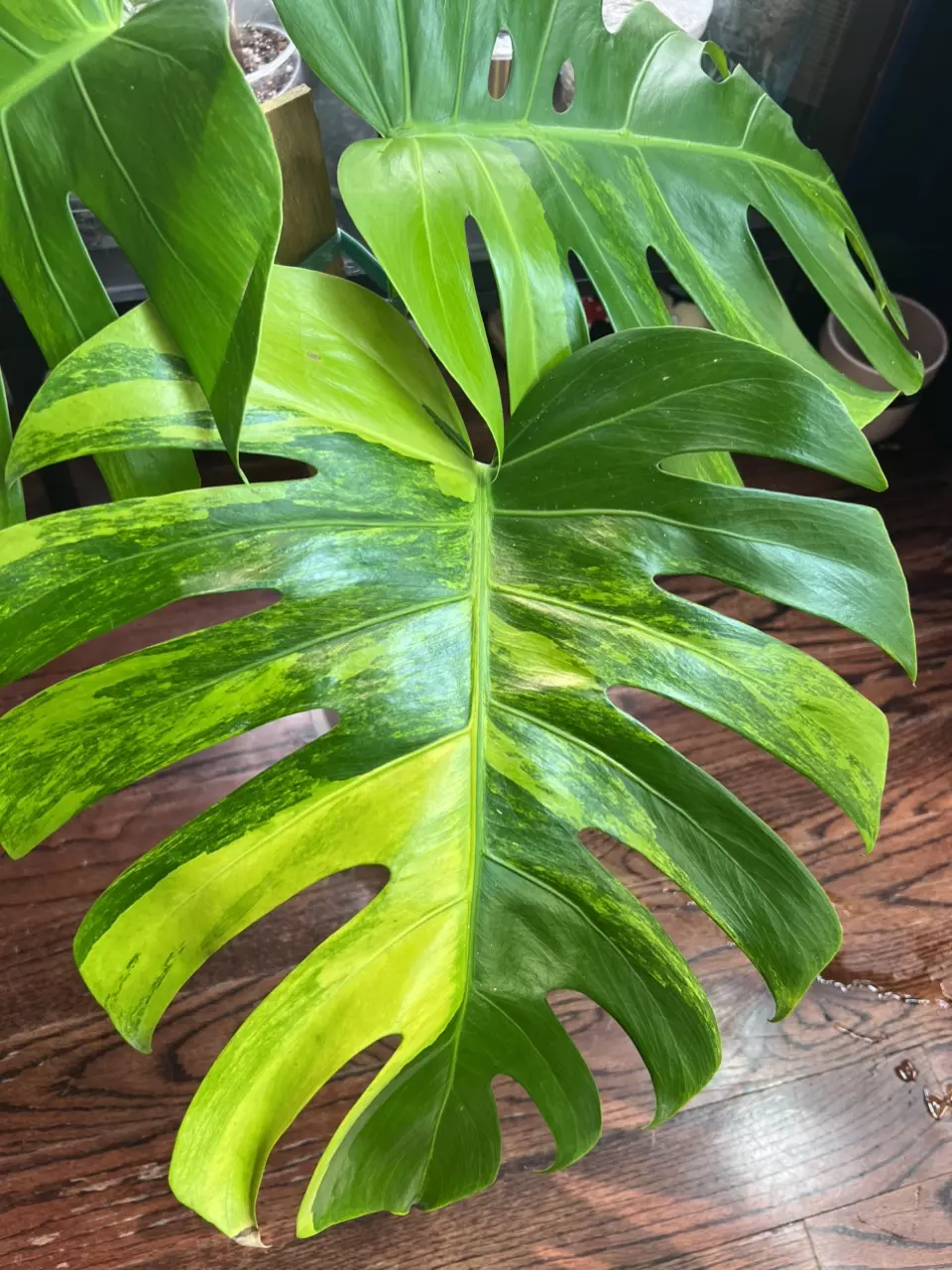 plant/Monsteras GOG-1