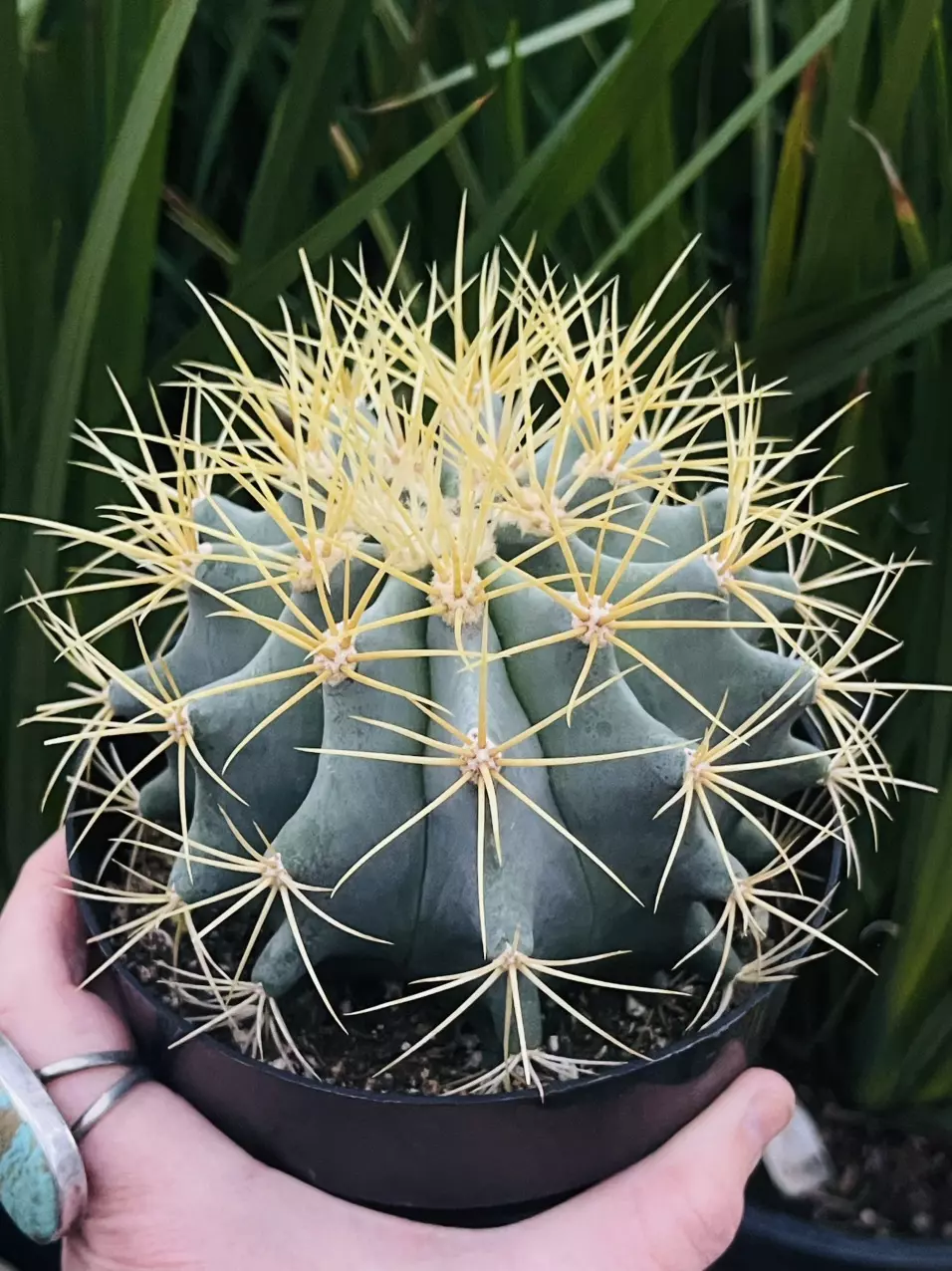 plant/FEROCACTUS GLAUCESCENS, Blue Barrel, 5” pot-0