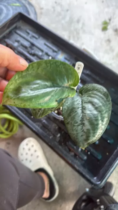 plant/Scinapsus mt. Salak-1-thumbnail