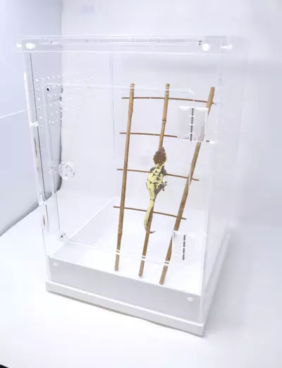 plant/Acrylic Terrarium 12" x 12" x 18" H-0-thumbnail