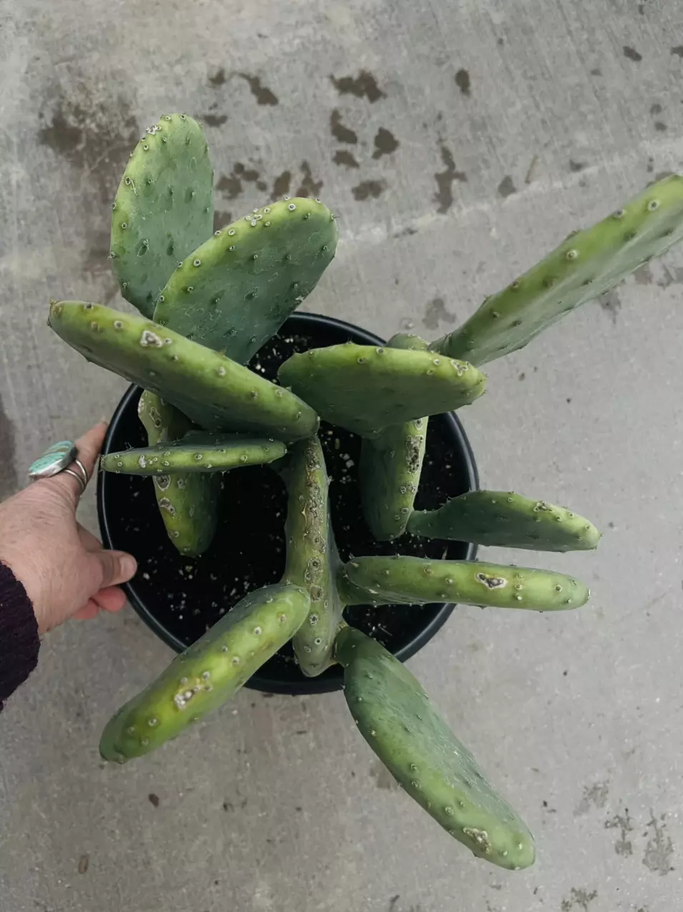 plant/SINGLE Opuntia Lime Green Dome, shown in 8” pot-3