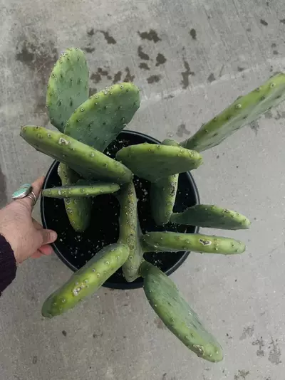plant/SINGLE Opuntia Lime Green Dome, shown in 8” pot-3-thumbnail