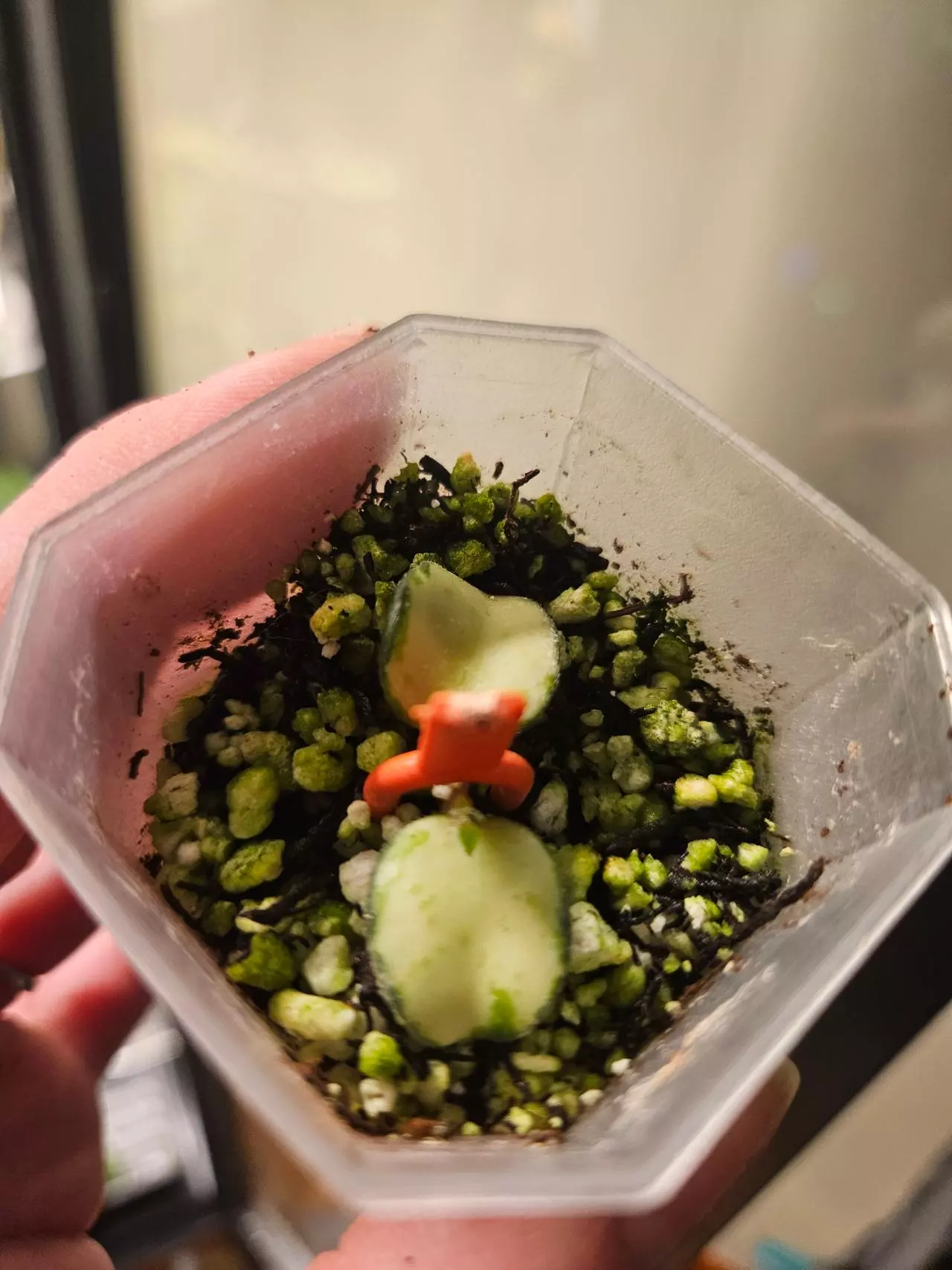 plant/Hoya Mathilde inner ver-0