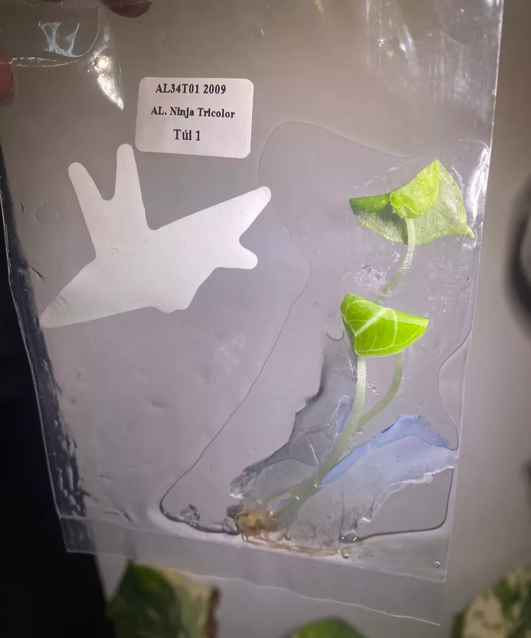 plant/Alocasia Ninja tricolor tc-1