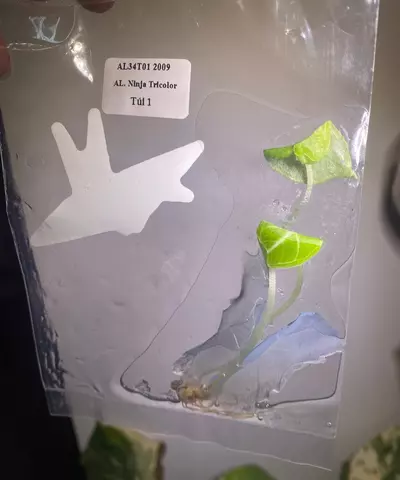 plant/Alocasia Ninja tricolor tc-1-thumbnail