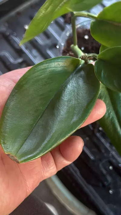 plant/Scinapsus moonlight-0-thumbnail