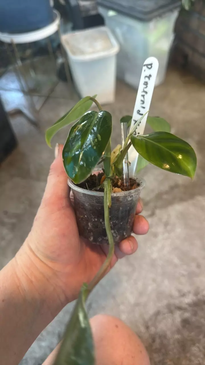 plant/Philodendron emerald king-2
