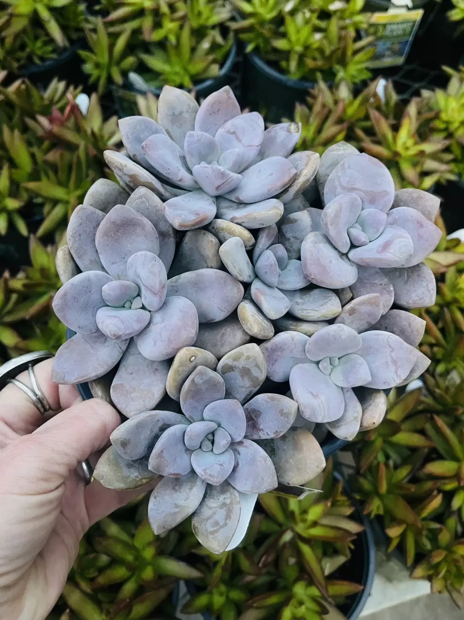 plant/Graptopetalum pentandrum Murasaki, gallon-0