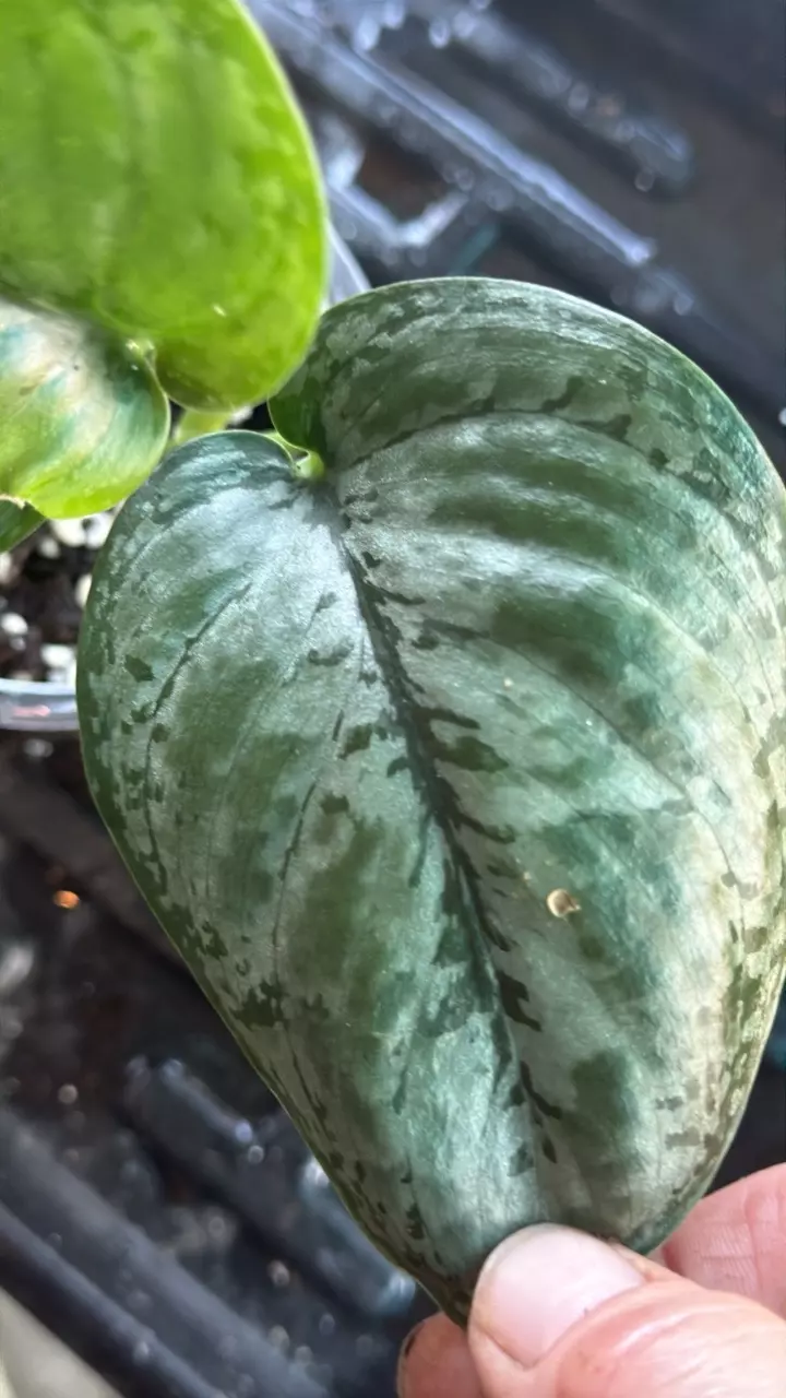 plant/Scinapsus mt. Salak-0