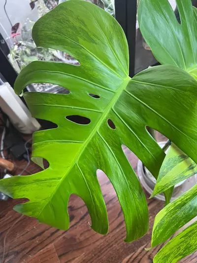 plant/Monsteras GOG-2-thumbnail