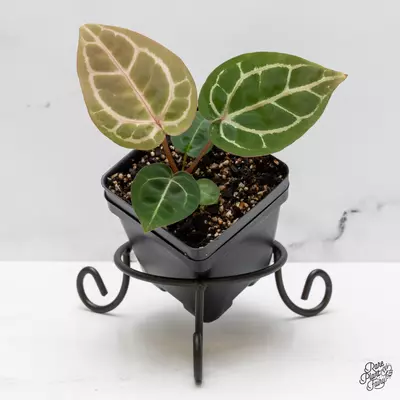 plant/Anthurium Michelle '10' x Home, Sweet Home '32' by DocBlock® *Grower's Choice*-0-thumbnail