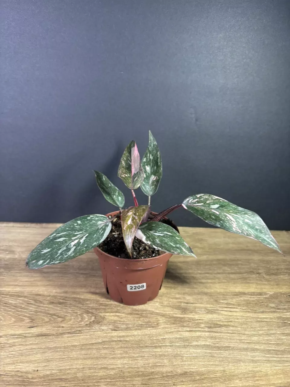 plant/Philodendron Pink Princess Marble 4” 2208-0