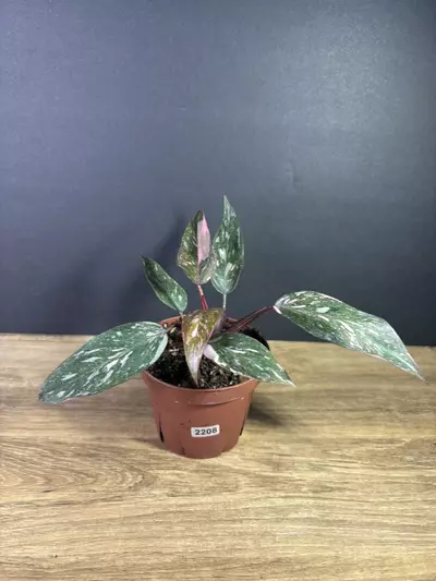 plant/Philodendron Pink Princess Marble 4” 2208-0-thumbnail