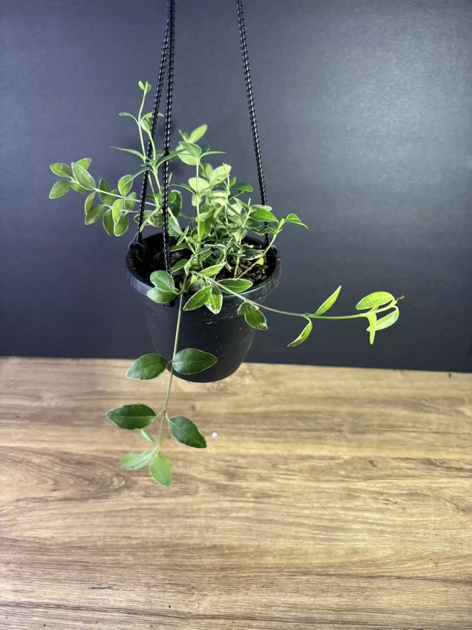 plant/Columnea Broget Stavanger- Variegated Goldfish 4” HB-1