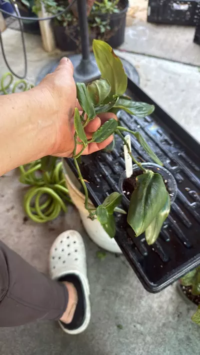 plant/Scinapsus moonlight-2-thumbnail