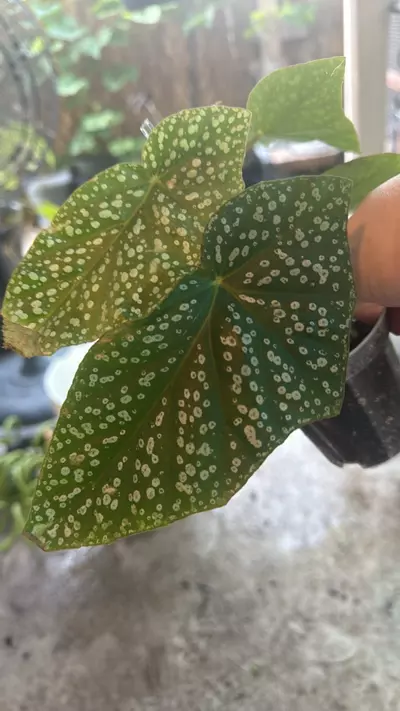 plant/Begonia Snowcap-0-thumbnail