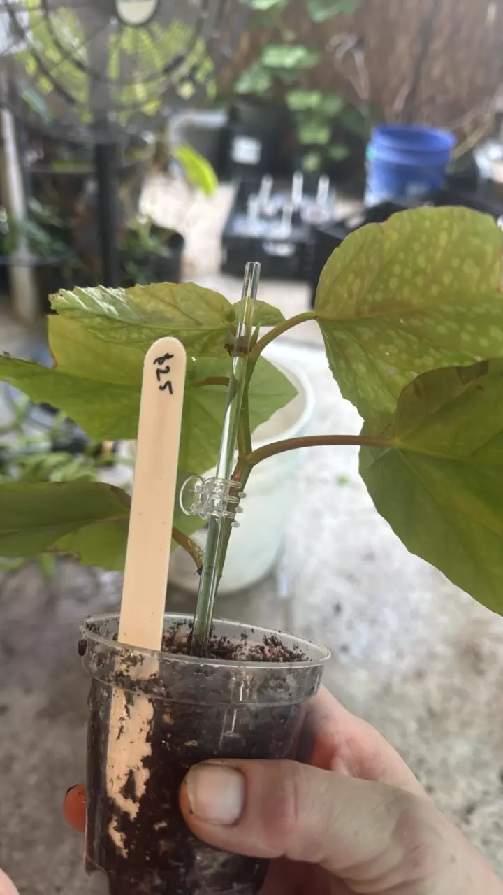 plant/Begonia Snowcap-2