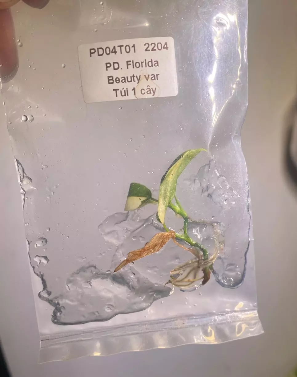 plant/Florida Beauty Tissue Culture-0