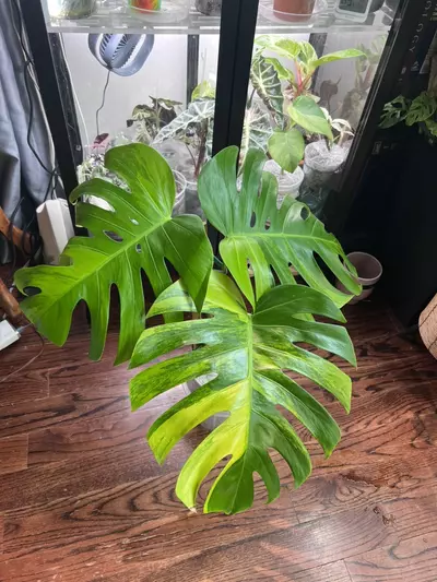 plant/Monsteras GOG-0-thumbnail