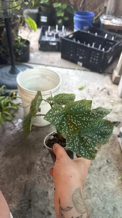 plant/Begonia Snowcap-1-thumbnail
