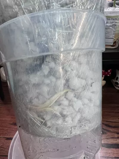 plant/Monsteras GOG-4-thumbnail