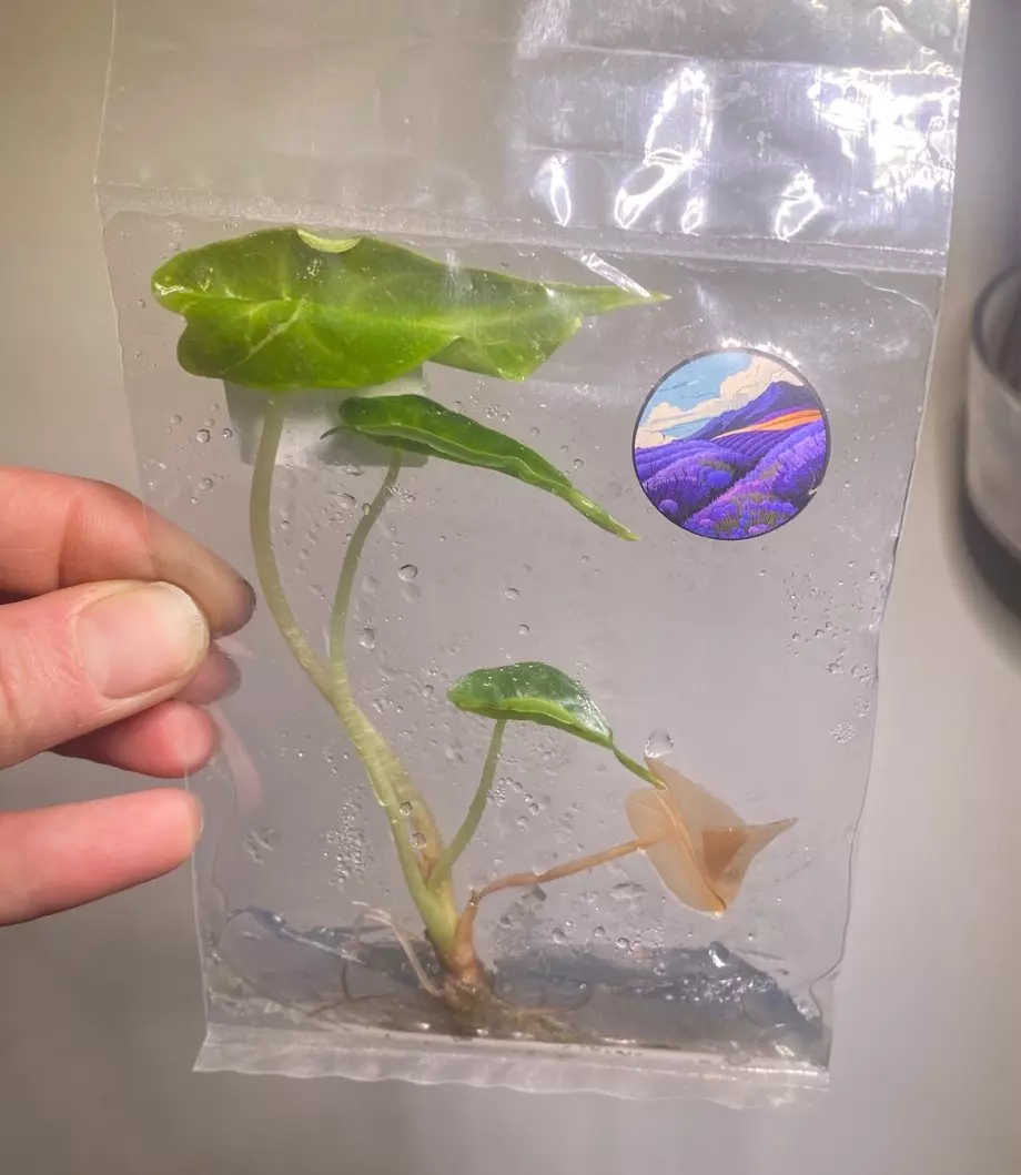 plant/Alocasia venom TC-0