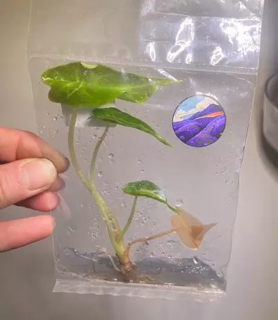 plant/Alocasia venom TC-0-thumbnail