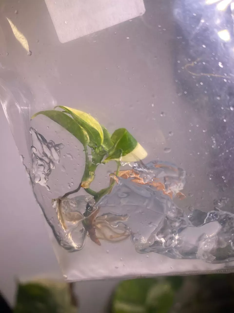 plant/Florida Beauty Tissue Culture-1