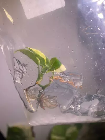 plant/Florida Beauty Tissue Culture-1-thumbnail