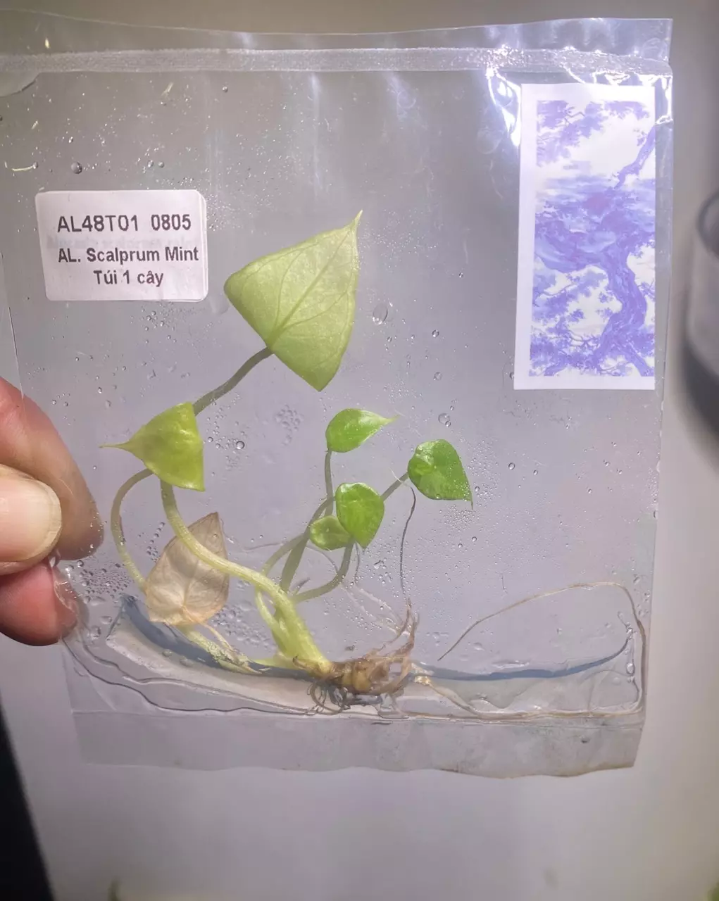 plant/Alocasia Scalprum mint tissue culture-0