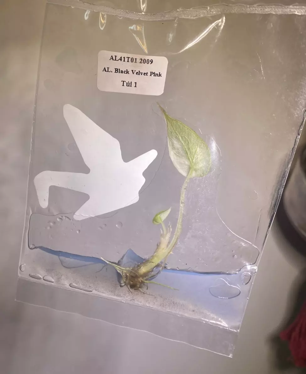 plant/Alocasia pink black velvet tc-1