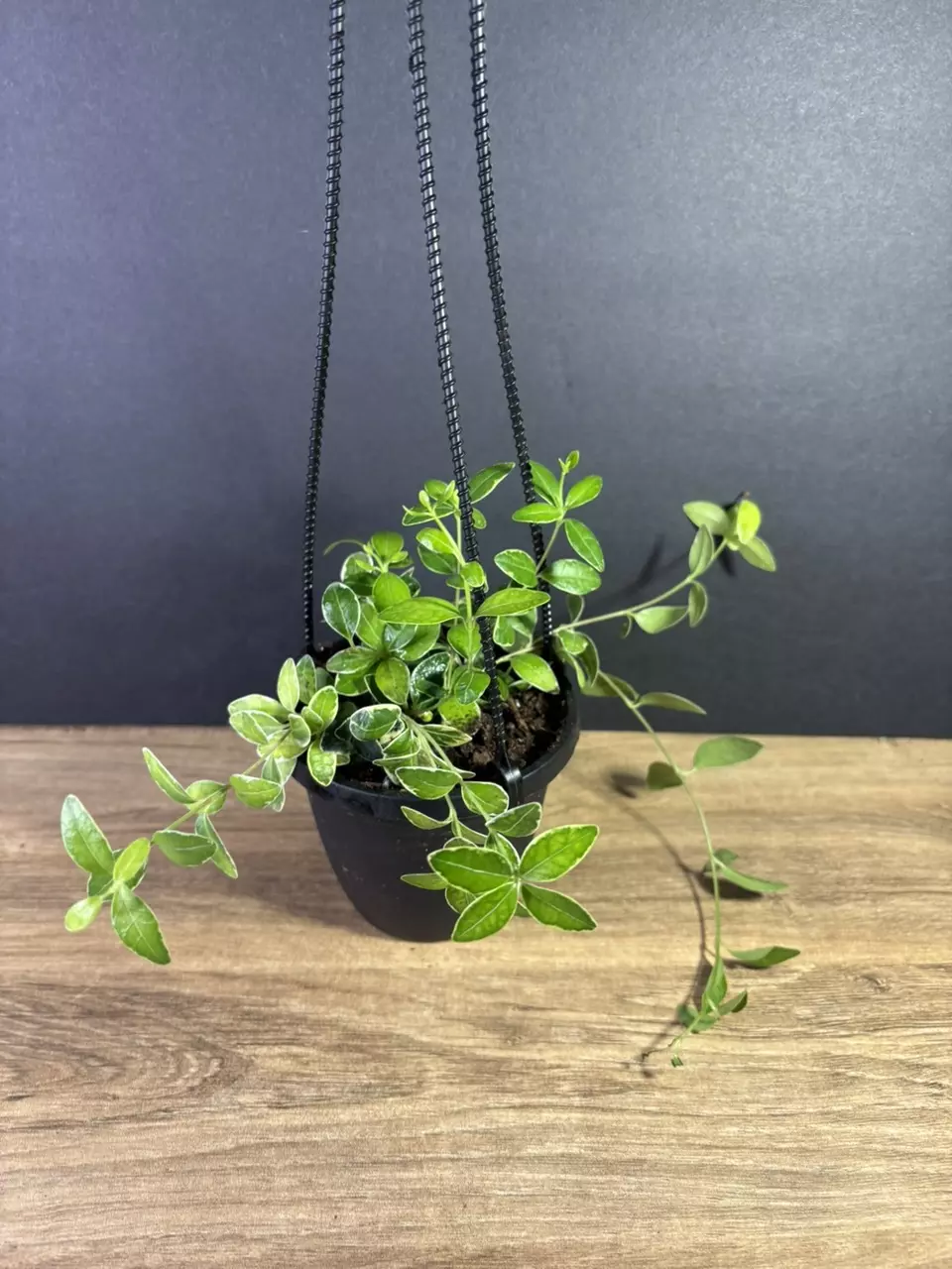 plant/Columnea Broget Stavanger- Variegated Goldfish 4” HB-0