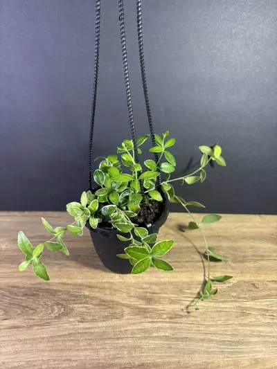 plant/Columnea Broget Stavanger- Variegated Goldfish 4” HB-0-thumbnail