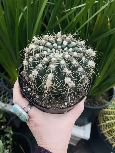 plant/Notocactus Uebelmannianus, 5” pot-0-thumbnail