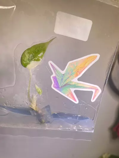 plant/Alocasia pink black velvet tc-0-thumbnail