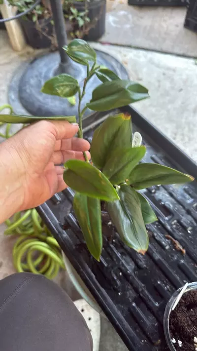 plant/Scinapsus moonlight-1-thumbnail