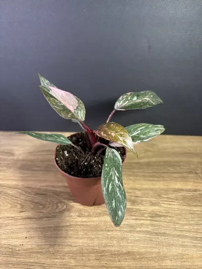 plant/Philodendron Pink Princess Marble 4” 2208-1-thumbnail