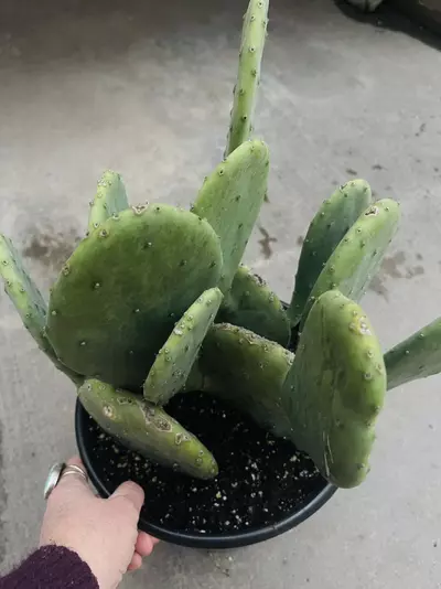 plant/SINGLE Opuntia Lime Green Dome, shown in 8” pot-2-thumbnail