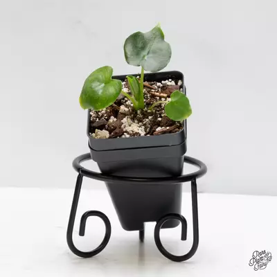 plant/Alocasia 'London Eye' *Grower's choice*-0-thumbnail